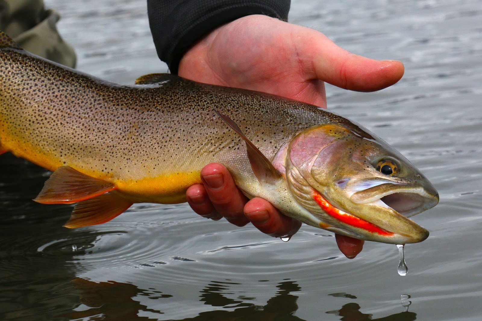 Common Fish in the Front Range - and Beyond