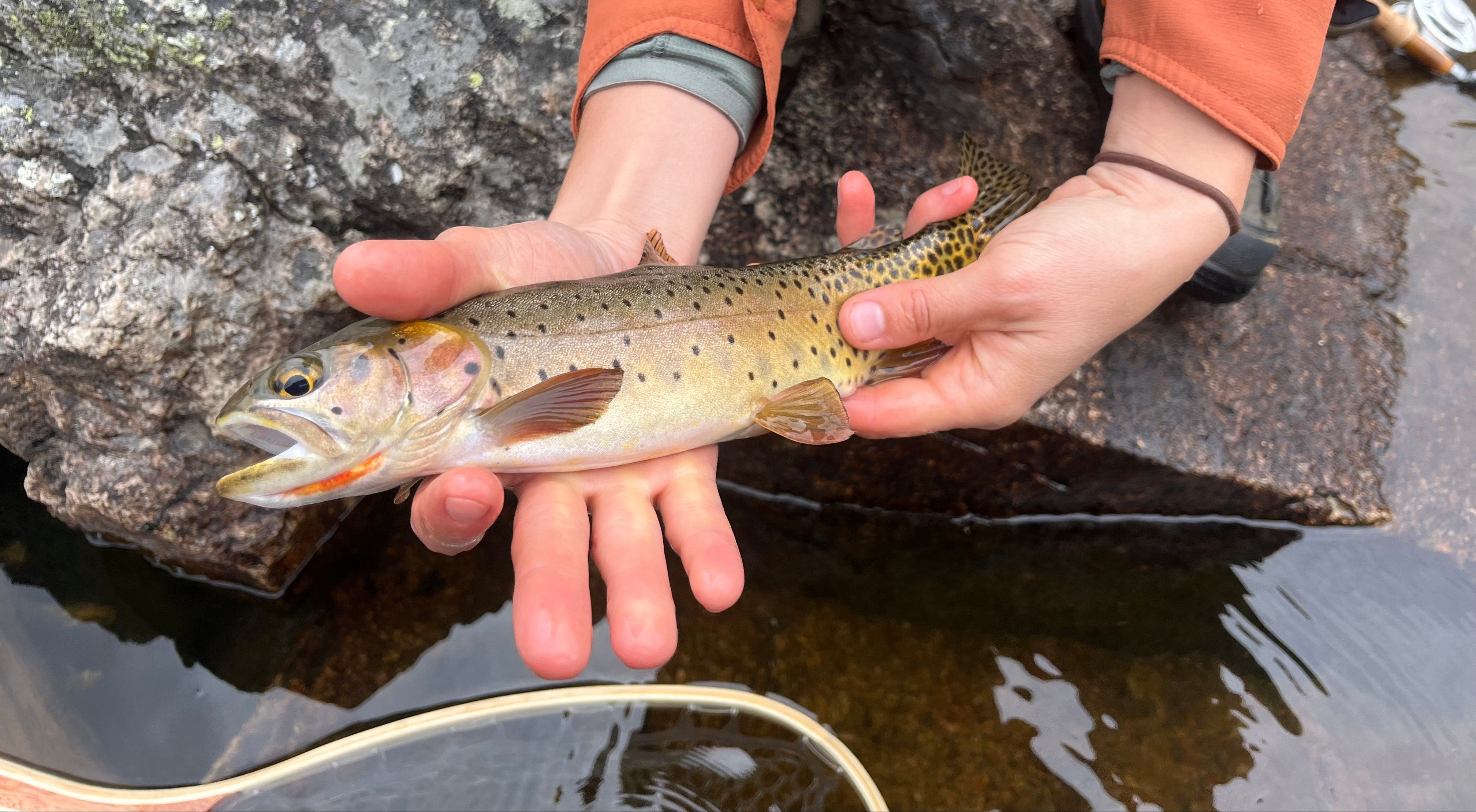 Guided Fly Fishing in Rocky Mountain National Park – Angles Sports
